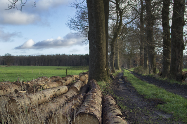 Boomstammen liggen opgestapeld langs een pad tussen de bomen door.