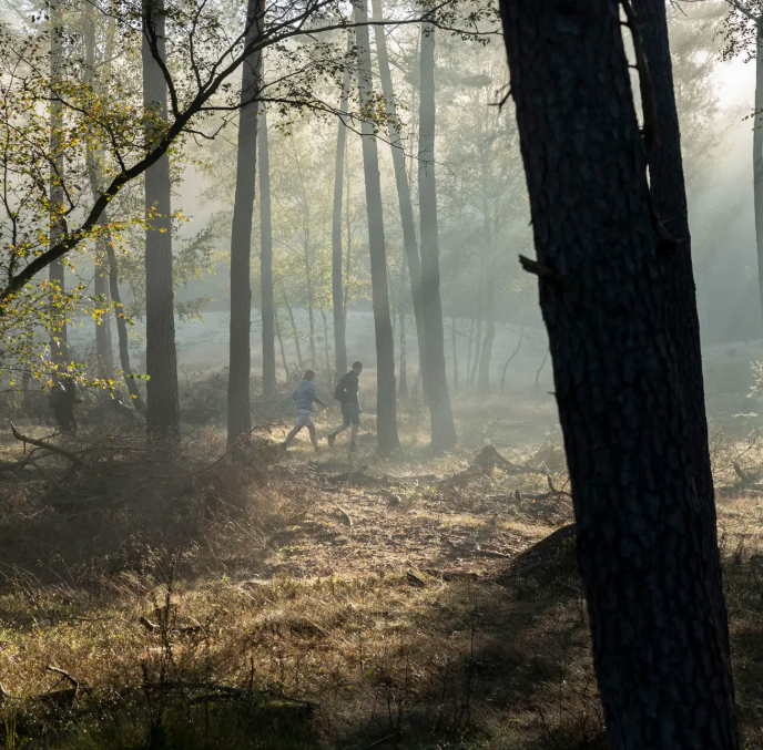 Bos met invallend zonlicht