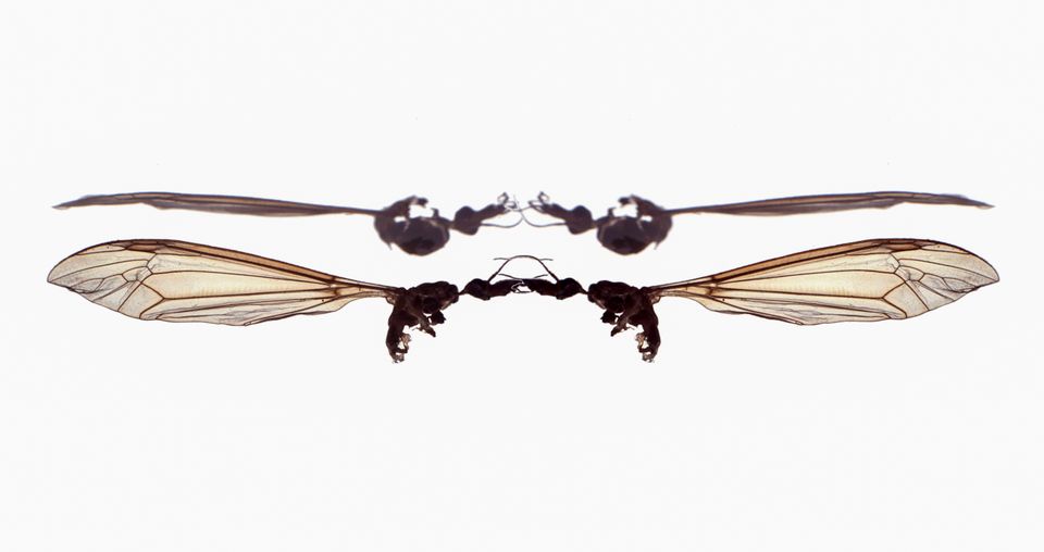 Reeks 'Tuin' genaamd vliegtuig