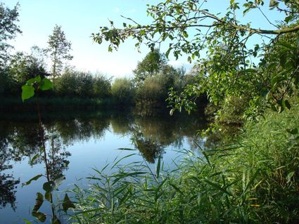 Uitzicht vanaf Boerderij Het Beloken Land in Montfoort, met een rustige waterpartij omgeven door riet, bomen en groen in het landschap van het Groene Hart.