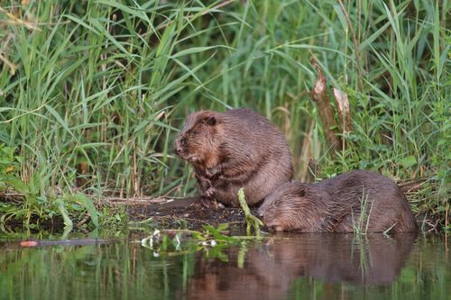 Vaarexcursie Beverburchten in de ochtendschemering