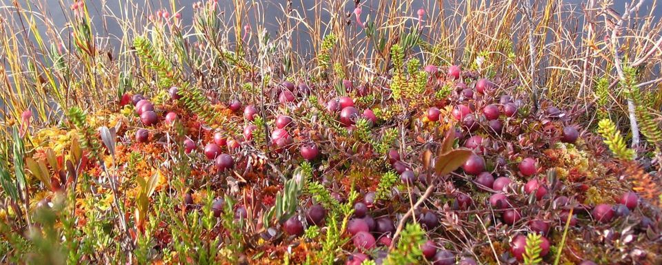 cranberry vlieland