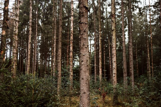 Mehrere Kiefern in einem Wald.