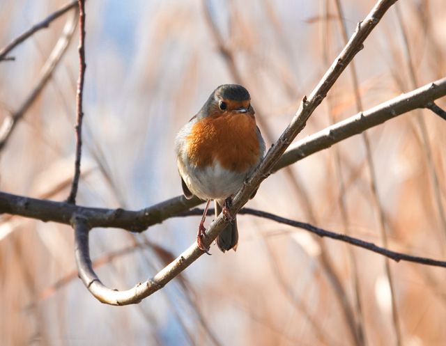 Een vogeltje in een boom in Het Twiske