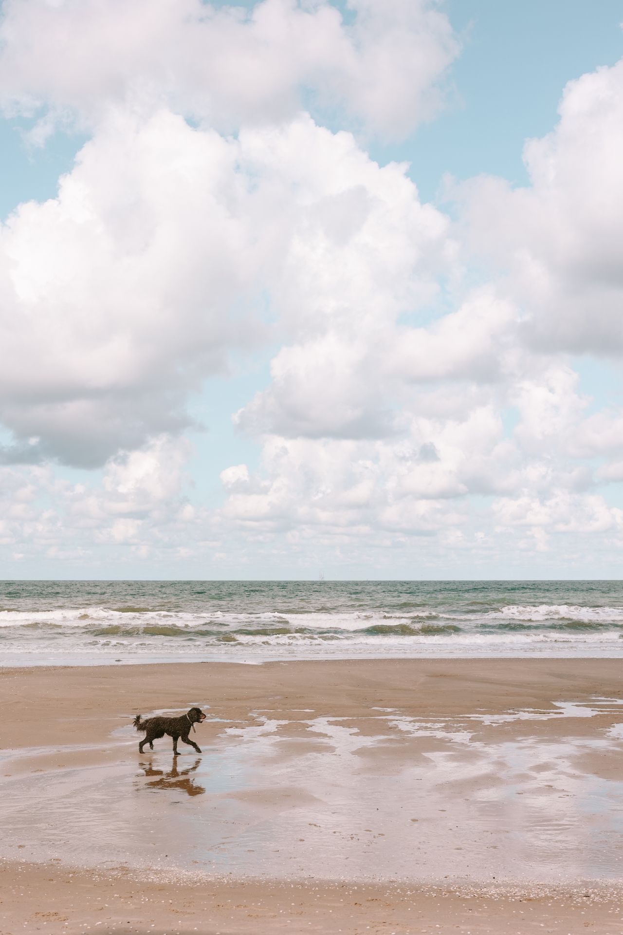 Wandelen met de hond op het strand in Westland