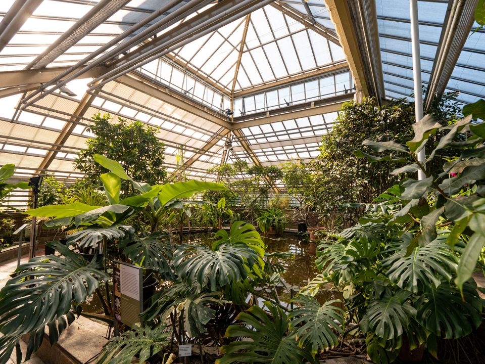 Tropische kas van Hortus botanicus Leiden