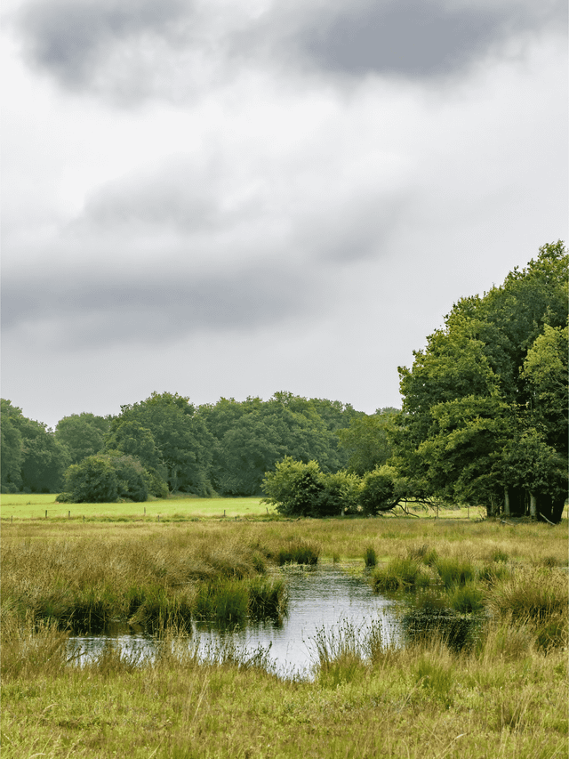 Een stroompje in natuurgebied Hondstong