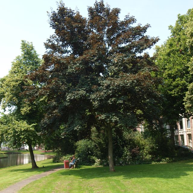 Bergesdoorn
