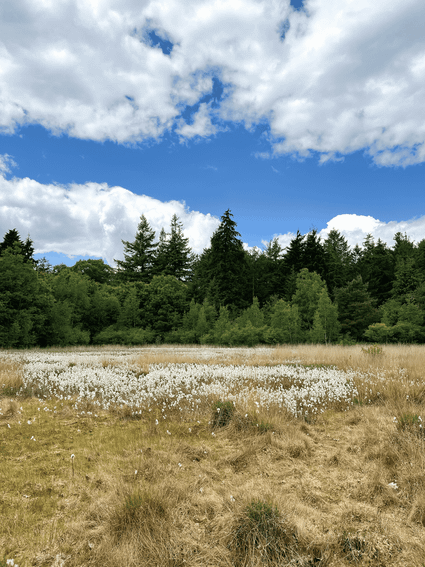 Een open veld in het bos met veenpluis