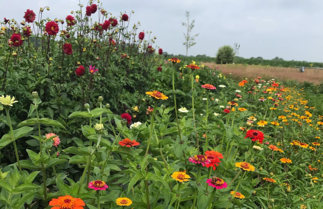 De gekleurde pluktuin vol met bloemen van Miss Pluktuin
