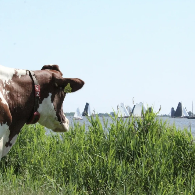 Een koe kijkt uit over het weiland met verderop bootjes die varen over het water.