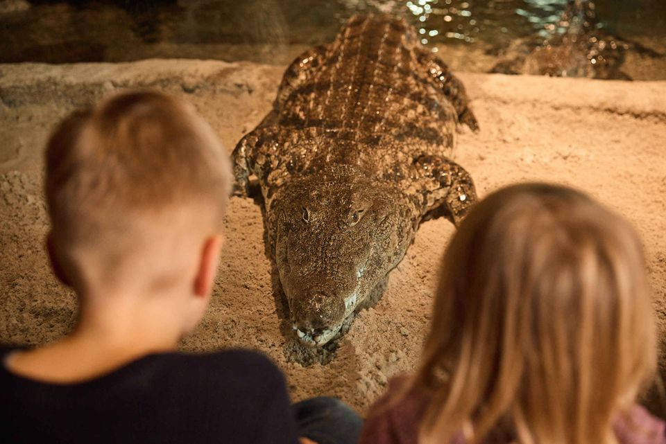 Kinderen staan oog in oog met Nijlkrokodil in AquaZoo