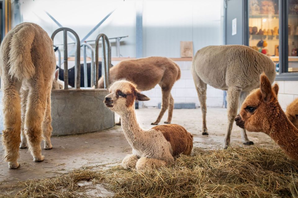 Alpacaboerderij Alpaca Langeslag, Groene Hart, met meerdere geschoren alpaca’s in de stal, waarvan enkele rusten en eten bij een hoop hooi.