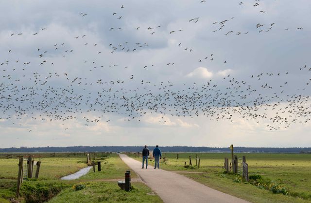 Wandelen tussen de vogels in Eemland