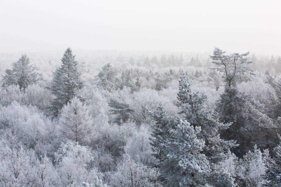 Drentse boomtoppen bedekt met sneeuw.