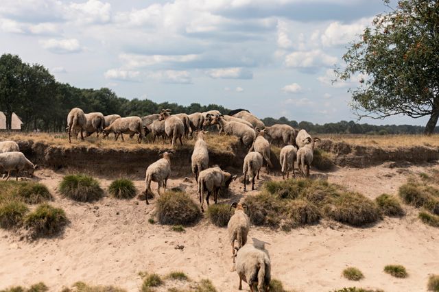 Een schaapskudde wandelt door natuur.