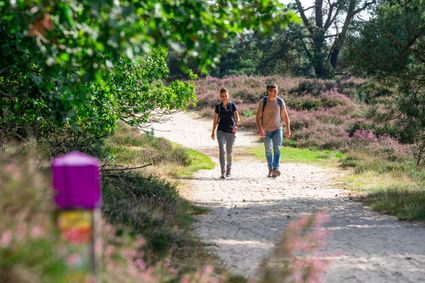 wandelen stel drenthepad natuur paarse heide
