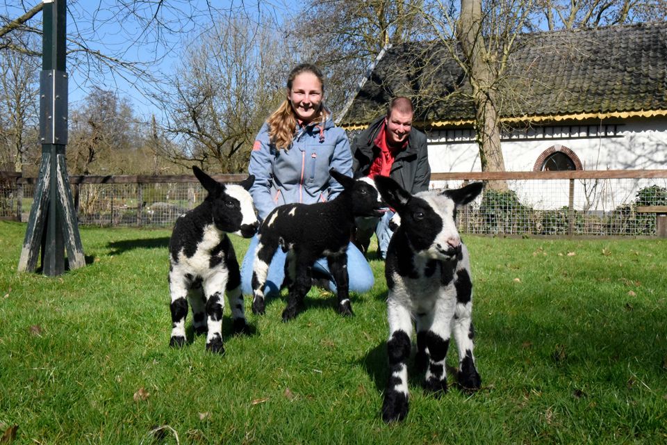 Lammetjes op Landgoed Bredius in Woerden, vrolijke dieren in de weide bij deze groene stadsplek.