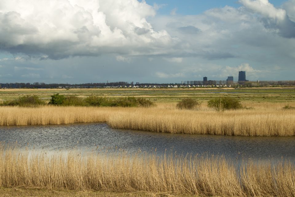 De Lepelaarplassen zijn een natuurgebied van ongeveer 500 hectare gelegen aan het Markermeer bij Almere in de Nederlandse provincie Flevoland.
