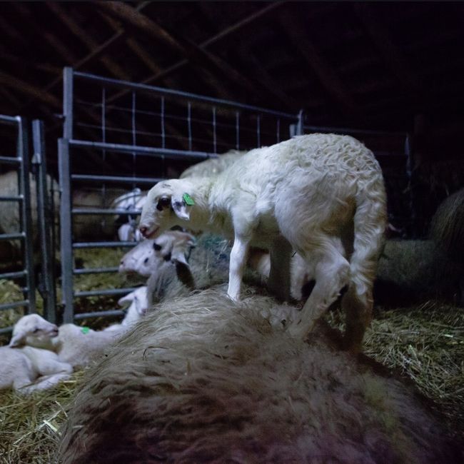Lammetjes Schaapskooi Elspeet