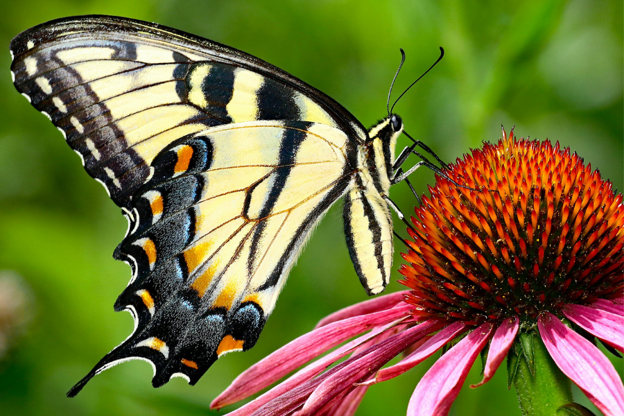 Koninginnepage op bloem (zonnehoed)