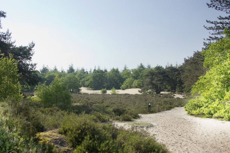 Natuurgebied met stuifzand, heide en bos.