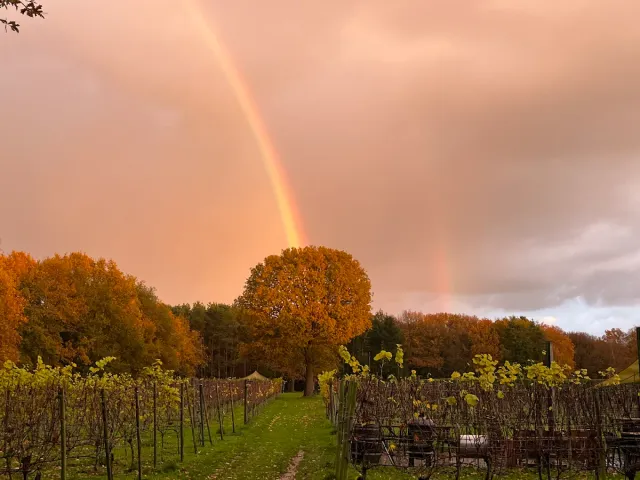 Wijngaard Zonnestraal in de avondzon