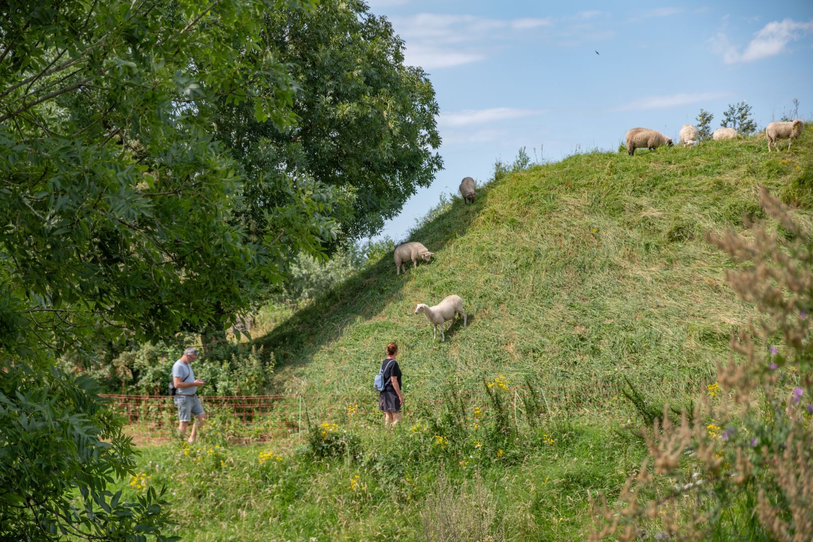 Schapen grazen op de wallen van Fort Sabina