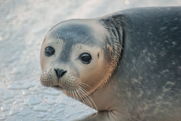 Zeehond vrijlaten met A Seal op Goeree-Overflakkee