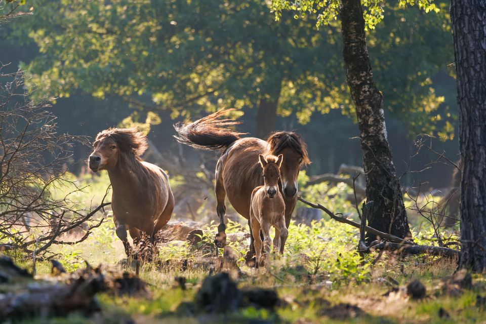 Rennende paarden door natuurgebied.