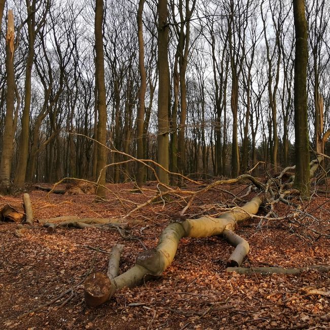 Beukenbos omgevallen beuk takken