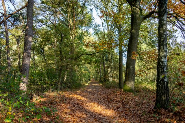 Herfst in Boxtel 1