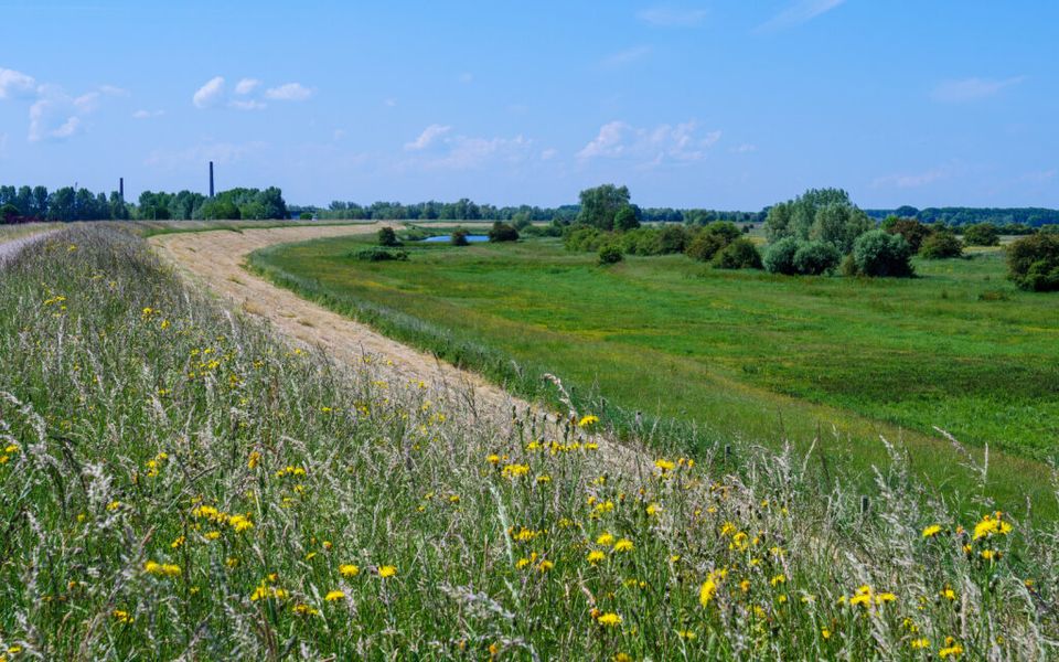 Groene dijk met paardenbloemen en blauwe lucht