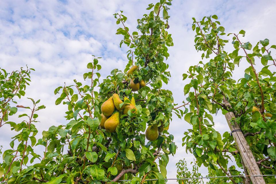 Limburg pears