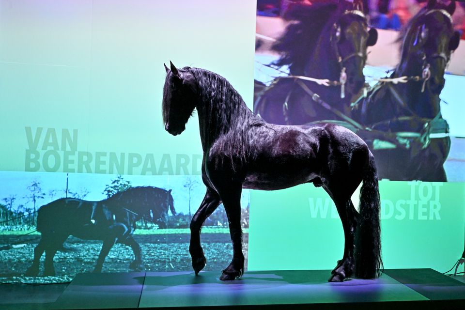 Beleef de kracht en pracht van het Friese paard! Interactieve expositie met film, tijdlijn, Wall of Fame en selfie-box. Voor jong en oud een must-see. Vanaf mei 2025 te zien in het Landbouwmuseum!
