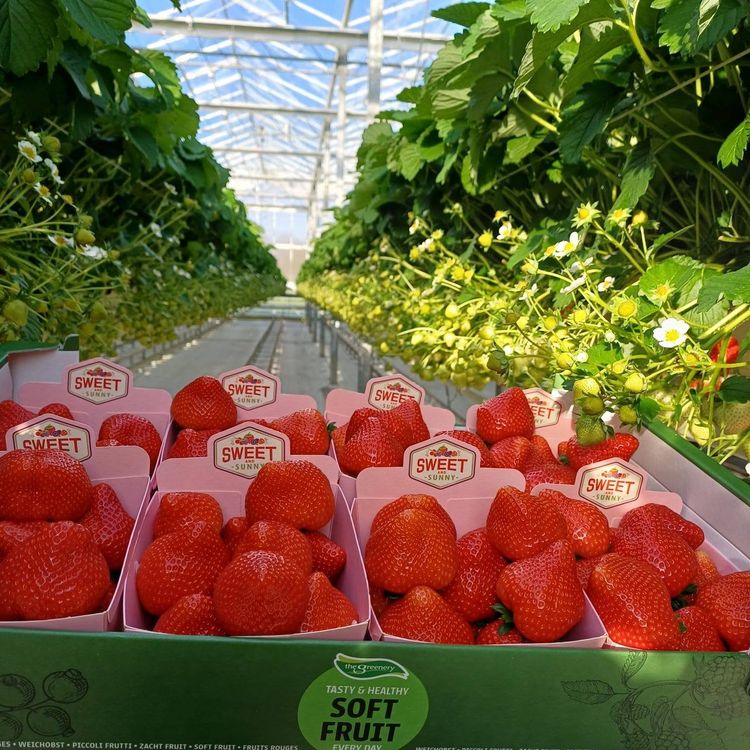 Aardbeienkwekerij Lavrijsen