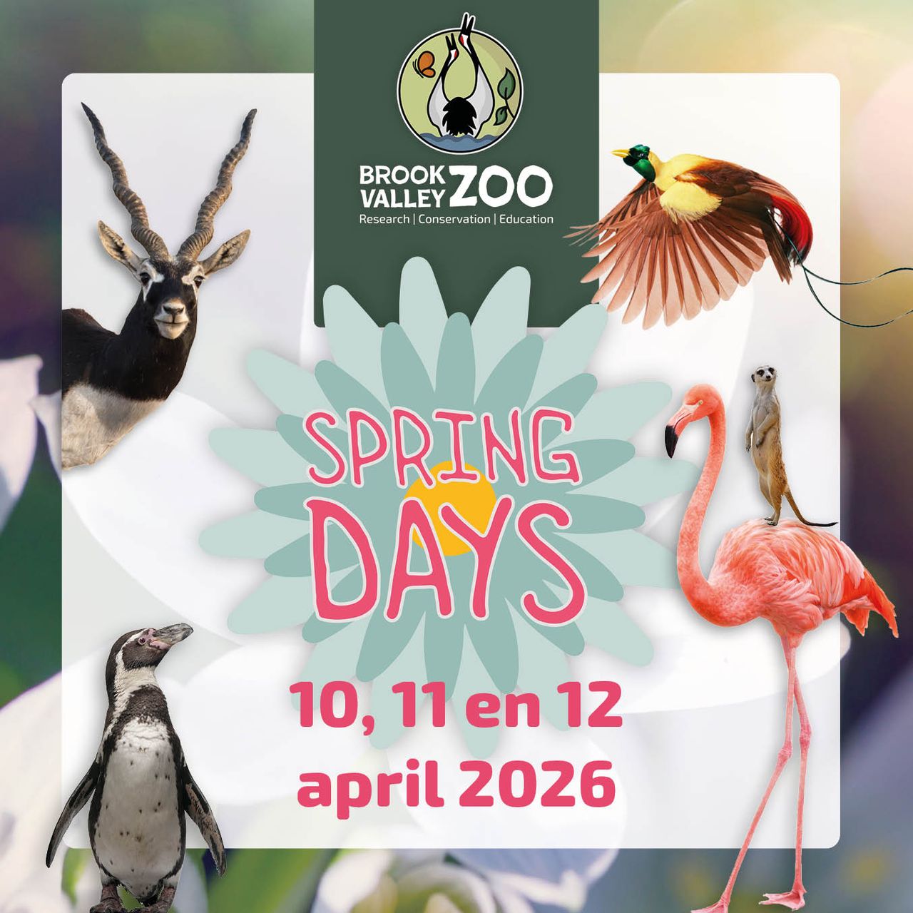 Brook Valley Zoo: Spring Days 2026
