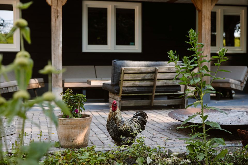 Groen buitenterras van Esti Yoga in Lopik, Groene Hart, met een scharrelende haan, houten loungebanken, plantenbakken en zitplaatsen onder de veranda.