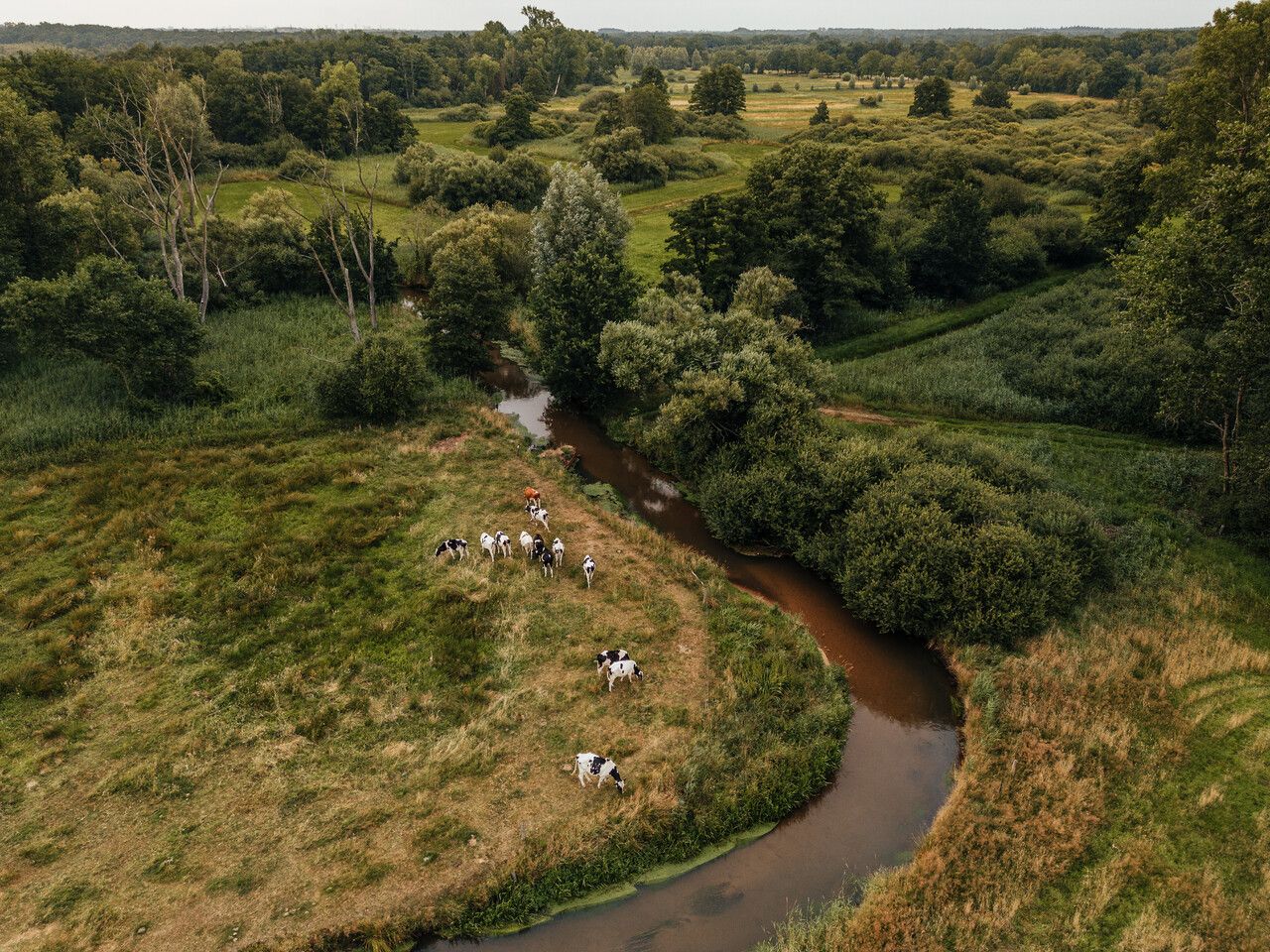 Vee is aan het grazen langs het water van de Dommel