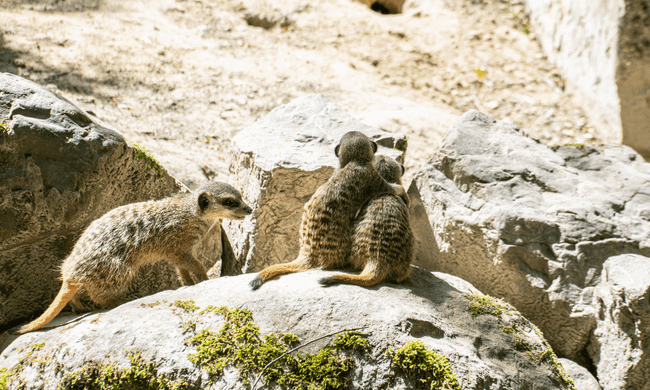 DierenPark Amersfoort - pasgeboren stokstaartjes-min