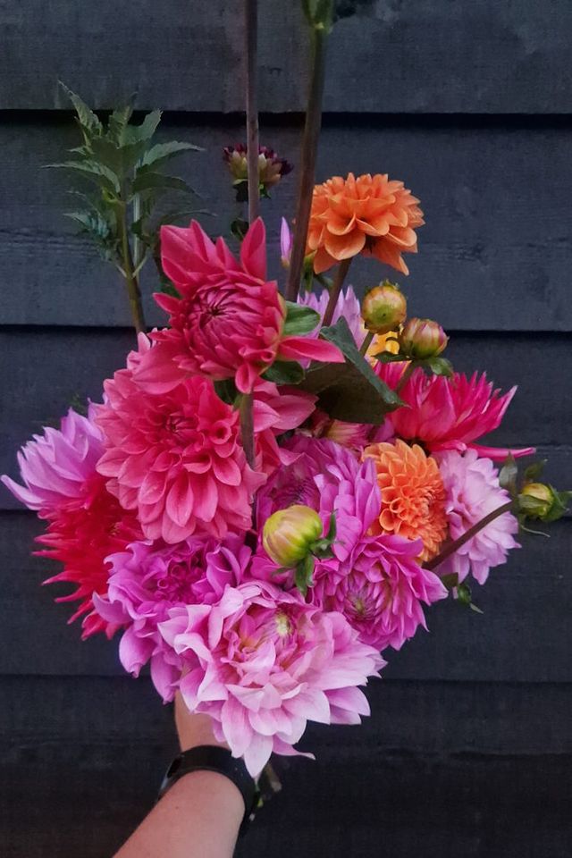 Een hand met daarin een boeket dahlia's.