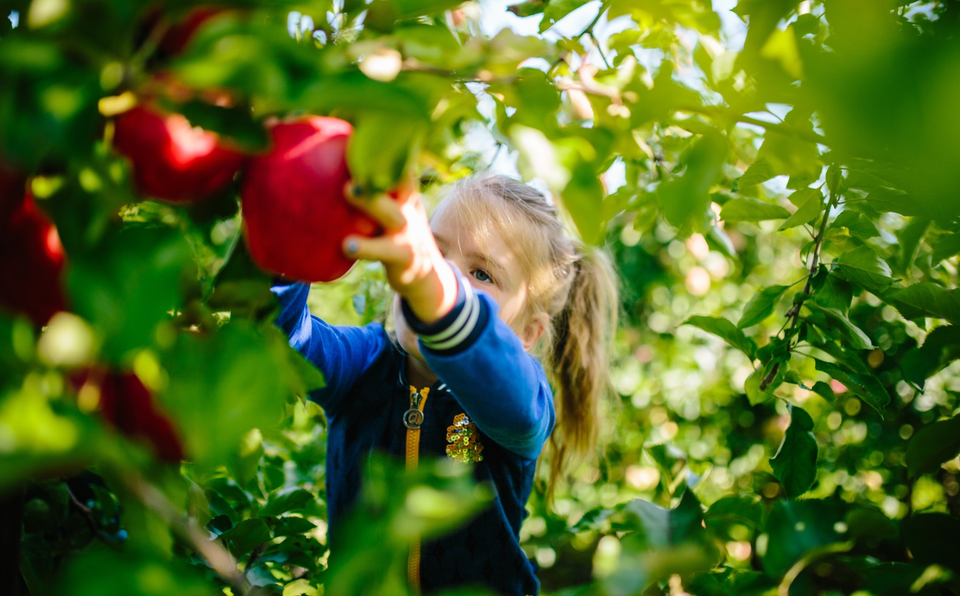 Vink Fruitboerderij