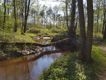 lommerrijk beekdal met een boomstam dwars over het water gevallen