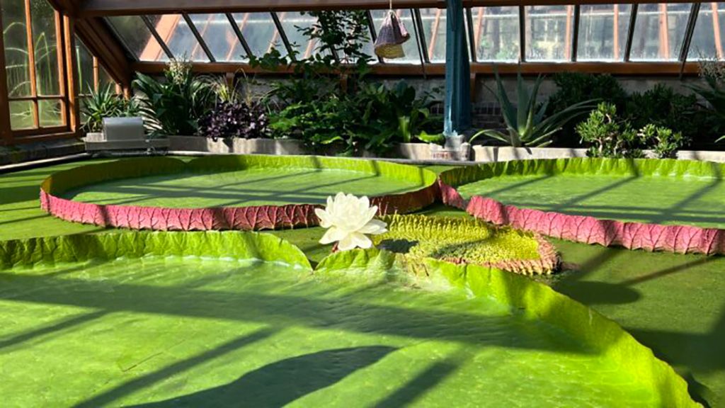 Instaprondleiding in de Oude Hortus