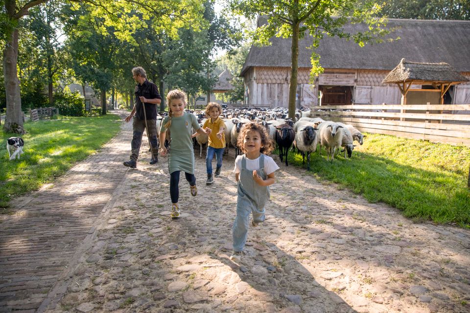 Drie kinderen rennen voor een schaapskudde aan, die uit de schaapskooi komen.
