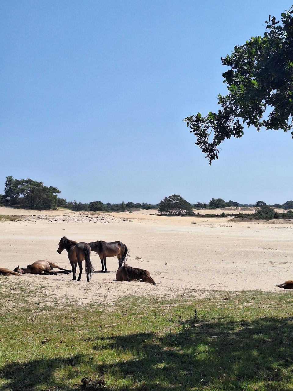 Rondje Drents-Friese Wold