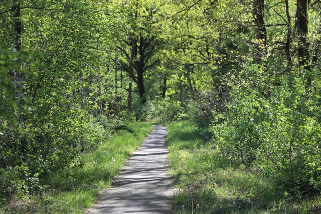 lommerrijk fietspad door het bos