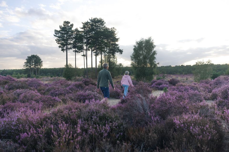 Stel loopt door heideveld op Landgoed Den Treek-Henschoten