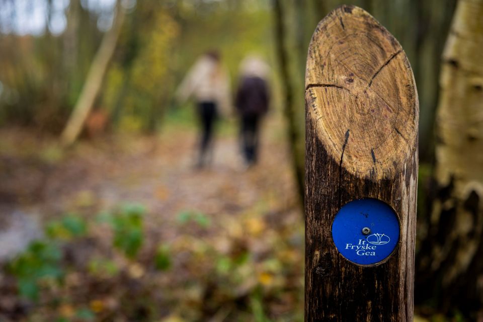 Blauwe paaltjes route in Gaasterlands bos
