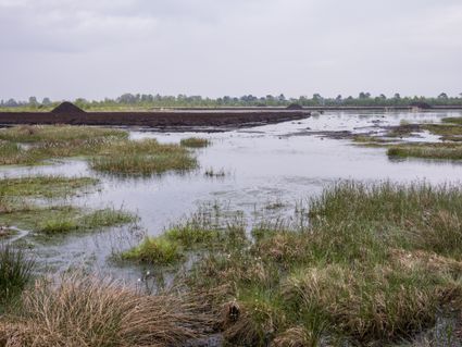 Een hedendaags veengebied in Ostercappeln (D).